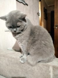 Котики правят всеми. И не только человеками