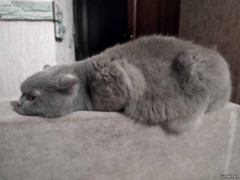 у Коти - 12й, у меня 7й ..
с ужасом думаю о расставании 
с последней девушкой, которая меня любит ..
болячек как бы нет, но всё чаще садясь ложится ..