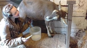 Чем коза не мини-коровка?