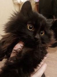20+ котеек, занятых важными делами и демонстрирующих самые разные эмоции