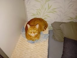 Не надо напоминать. У меня уже два котика от болячек/старости умерли. Сейчас Эрик третий. Уже четыре года мальчику