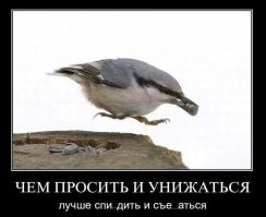 ⁠Кот ограбил рыбака в Крыму