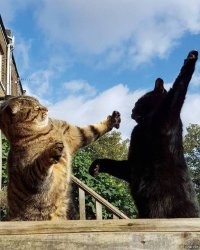 20+ котеек, от ужимок и проделок которых невозможно оторваться