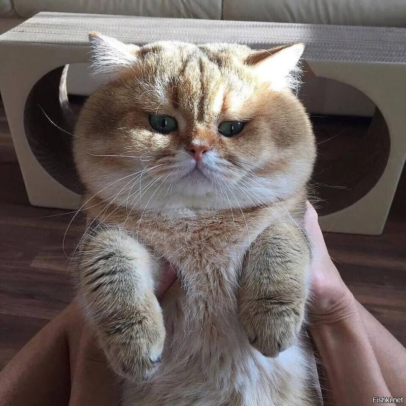 Вот вам к кофеям утренним, булочка с корицей))
