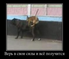 Демотиваторы на любой вкус: «Выключенный экран точнее передаёт реальность» 