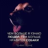 История дружбы алабая и кота из Кабардино-Балкарии