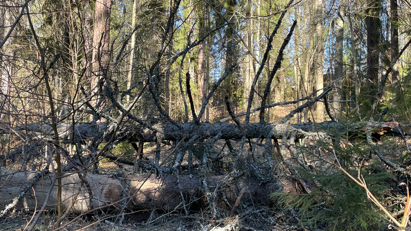 Солянка от 09.04.2025