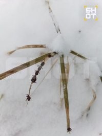 В Нижегородской области после снегопада клещи собрались обсудить, какие они лошары.