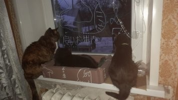 Как я Вас понимаю. Которая черепашка, ей уже 15, потому мадам степенная. Хотя иной раз позажигает. А вот другие две как начнут движ... Сидишь на месте ровно, лишь бы не снесли. Особливо самая младшая. Это вообще разрушайка.