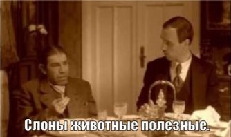 Разъярённый слон напал на туристов во время сафари