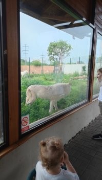Я таких "лютоволков" в прошлом году в нижегородском зоопарке фоткал...