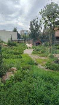 Я таких "лютоволков" в прошлом году в нижегородском зоопарке фоткал...