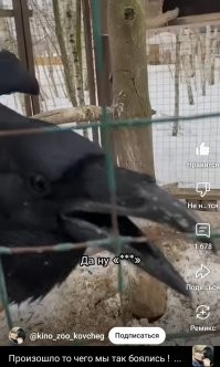 Говорящие вороны это  совсем не редкость! Вот сегодня например в ютубе наткнулась на забавное видео, в котором ворон Карлуша  болтает и время от времени матерится   Жаль видео не могу добавить, карма пока не позволяет. Но в интернете таких воронов говорунов и даже матершинников очень много, они очень умные птицы и хорошо обучаются.