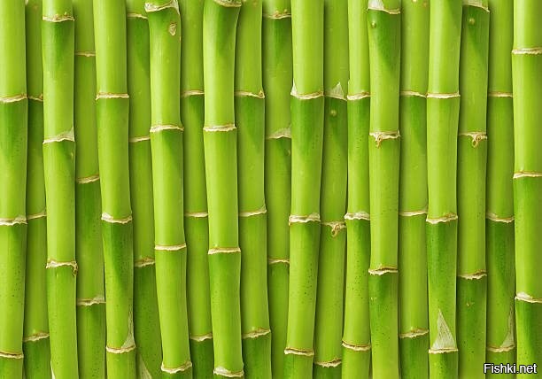 такое впечатление, что в этой деревне все дети должны слегка шепелявить...
Или это не бамбук...