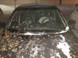 В январе 2018 года к нам прилетали свиристели. Это машина соседа.