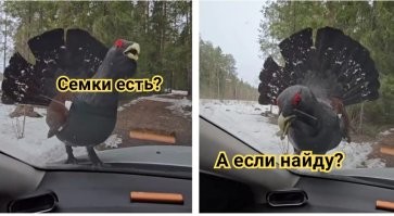 Встреча с глухарём на лесной дороге