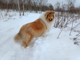 Середина весны...  Собака в снег по брюхо проваливается и это юг Подмосковья