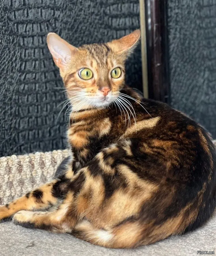 Солянка от 12.04.2025