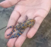 Жутко ядовитая тварь. Водится вокруг Мельбурна.