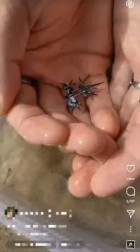 Ну такое себе. У этого слизня нет собственного яда - он его аккумулирует из португальского военного кораблика, которым питается. Этот меня в воде жалил много раз. Неприятно как ожог крапивой.