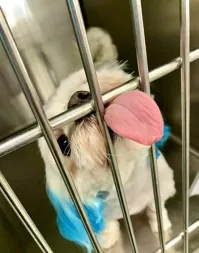 Жё не манж па сис жур