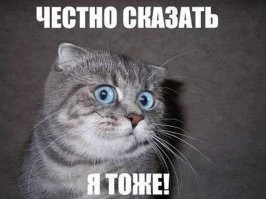 Любительница кошек поделилась, каково это — жить с мейн-куном
