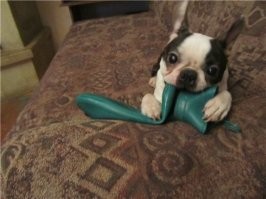 Бродячие собаки растерзали припаркованную машину