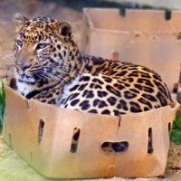 А тигры? А рыси? Тоже в коробках рождаются?