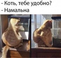 20 примеров проявления загадочной кошачьей сути