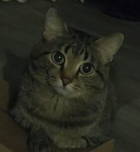 Наш кот, прожил с нами 17 лет