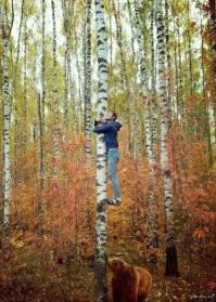 Мишки лазят по деревьям. За мёдом. И другой едой...