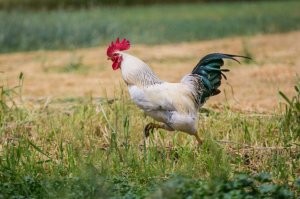 Это был не "отчаянный самокатчик". Это был ... ну вы надеюсь поняли кто это был