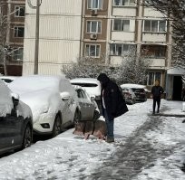 Просто мужчина выгуливает свинью в апреле в Зеленограде.

Ничего необычного  
ЗелАо