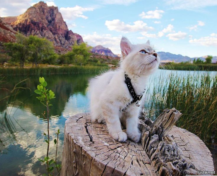 Солянка от 16.04.2025