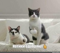 Подборка смешных и забавных фотографий с котами, которые поднимут настроение