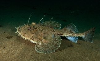 Знаменитая удочка -это у морских чертей или по другому удильщики