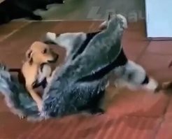 Какой красавец однако! Чем же его кормят-то дома?
