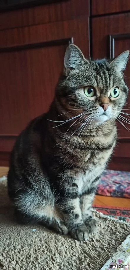 Солянка от 18.04.2025