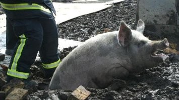 Из грязи в князи