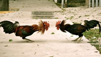 В Санкт-Петербурге два молодых человека неожиданно устроили своеобразный бой ногами прямо на глазах у остальных пассажиров