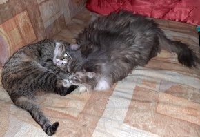 большую кошку периодически стриг.
дома - вопли на весь дом!
а в кошачьей клинике, пока ей не надоест процедура, сама милость. потом начинала ворчать, клацать зубами, махать лапами.
на фото - слева от большой кошки не котёнок, а вполне взрослое котэ: