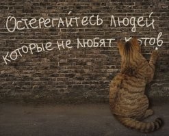 Грумер систематически издевается над четвероногими клиентами