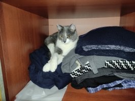 20 котиков и их малоизвестных повседневных дел