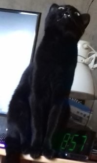 охотятся