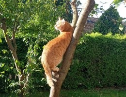 Странный конечно котик. Если бы на моего кто-то руку поднял, то только клочья полетели бы
