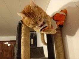 Странный конечно котик. Если бы на моего кто-то руку поднял, то только клочья полетели бы