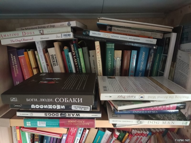Анатолий, что Вас смутило в моих словах?
1. Нет, греев я никогда не держал, я коллист, как об этом нетрудно догадаться.
2. Тем не менее, за 43 года собачьего стажа у меня сложилась некая кинологическая эрудиция, хотя, конечно, я не считаю себя сколь-либо крутым экспертом.
3. Вы правы, в интернетах пишут всякое. Но к счастью, у меня, кроме интернета, есть вот такая замечательная книжная полочка и это только те тематические книжки, которыми время от времени я пользуюсь, в кладовке их ещё больше. За беспорядок извиняюсь, ремонт, многое свалено в кучу.
4. Я не говорил, что грейхаунд -- исключительно беговая порода, но в основном это так. Равно как и уиппет, к слову. Особенно в наши дни, когда многие страны вводят ограничения, а то и полные запреты на псовую и парфорсную охоту. Хотя, бега тоже щемят всяко рода "зоозащитники". Даже в самой Великобритании, несмотря на всю их чопорность и приверженность к традициям.