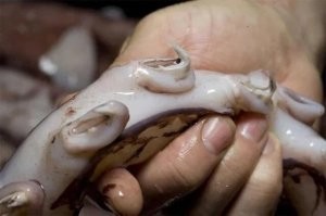 Раздутый страх: какого на самом деле размера глубоководные монстры