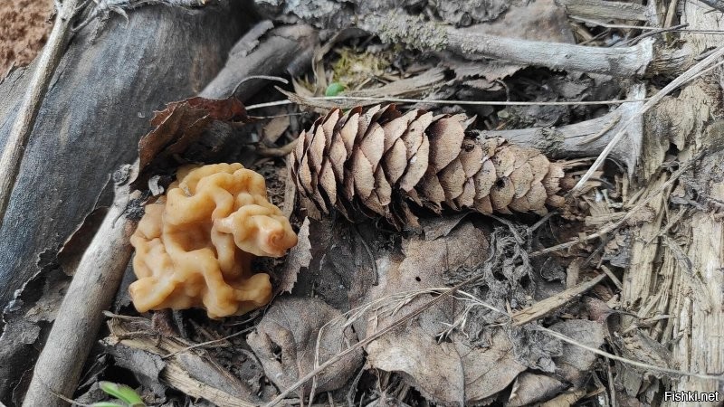 У нас грибники уже оживились