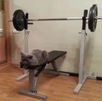 Вместо жима лёжа сделаю лёж лёжа